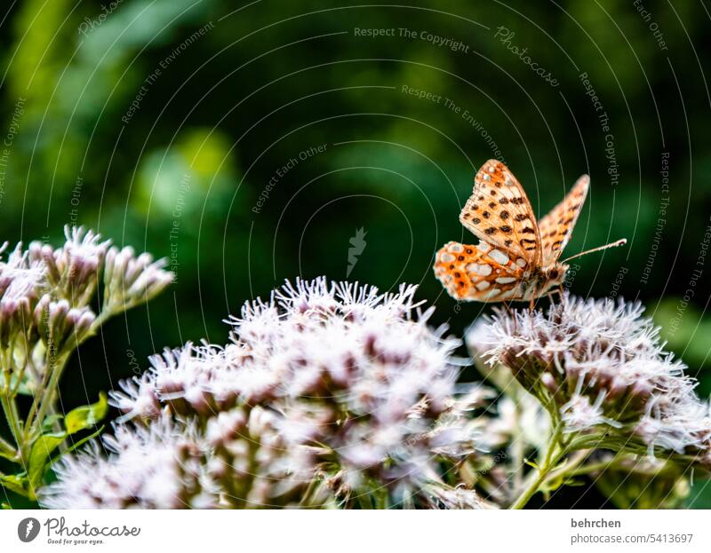 small and fine Sunlight Deserted Close-up Colour photo Easy Nectar pretty Flying Fragrance Wild animal Grand piano Butterfly Meadow Blossom Flower Summer Plant