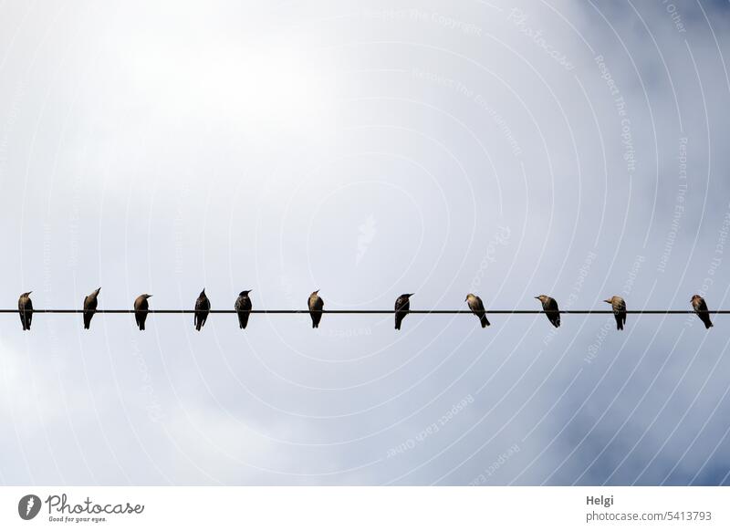many starlings sitting on power line against cloudy sky birds Stare Sky Clouds Many Nature Environment Flock of birds Freedom Exterior shot Wild animal