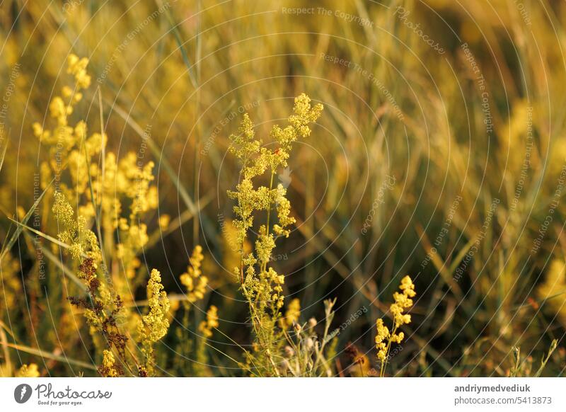 Close up bright yellow wildflowers blooming in the meadow on summer sunny day. Natural floral background. Beautiful vivid countryside nature with blossoming flowers, wallpaper