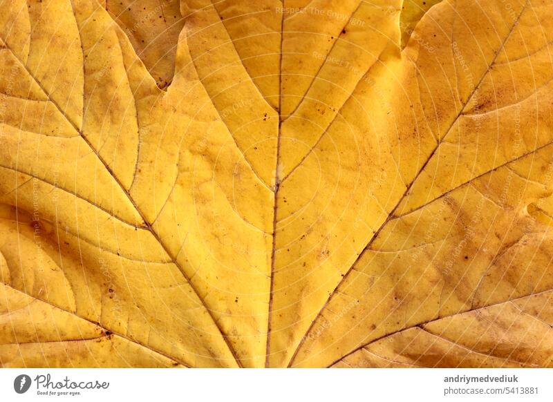 Vibrant yellow autumn maple leaves background, close up. Macro photo of fallen foliage. Concept of change of seasons, back to school, Canada Day, Thanksgiving Day, Civic Day Holiday, Victoria Day