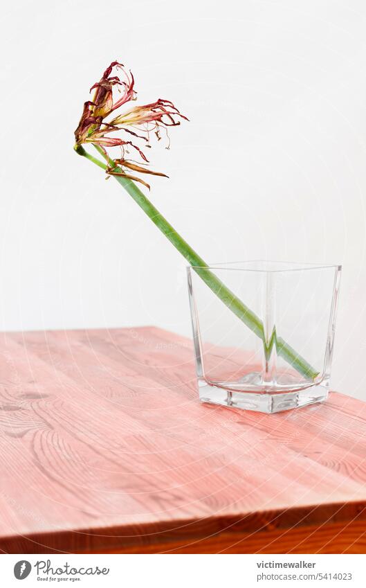 Dry flower of amaryllis in vase dried flower sadness romantic studio shot red flower copy space nostalgic vintage background weathered indoor retro nobody plant