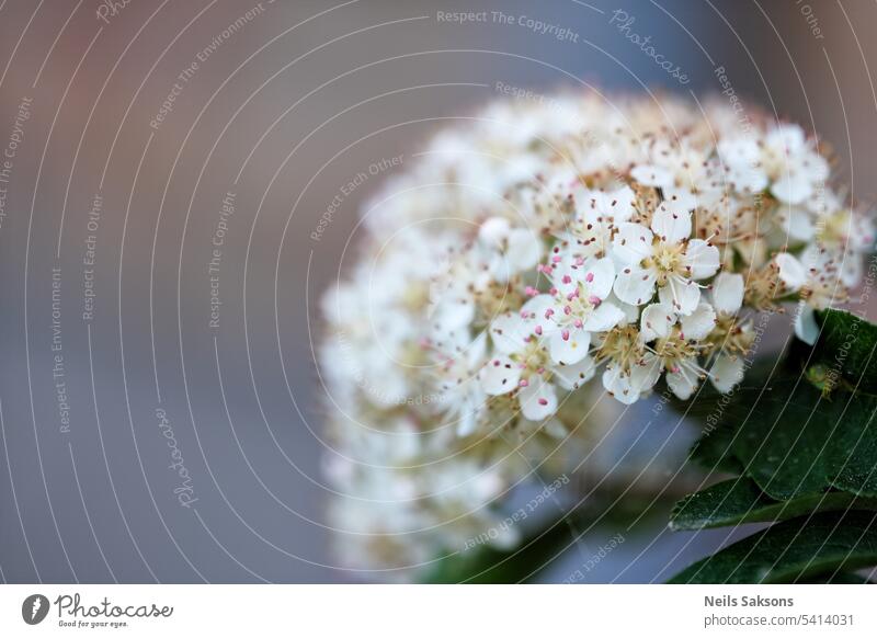 Close up of garden rowan or mountain ash flowers on blurred background with copy space beautiful beauty bloom blooming blossom blossoming botany branch bud bush