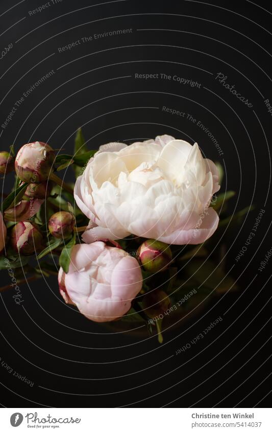 pink flowers of peony against black background Peony Peony bouquet Peonies paeonia officinalis Low-key Dark blossoms Pink Blossom Blossoming Bud pretty