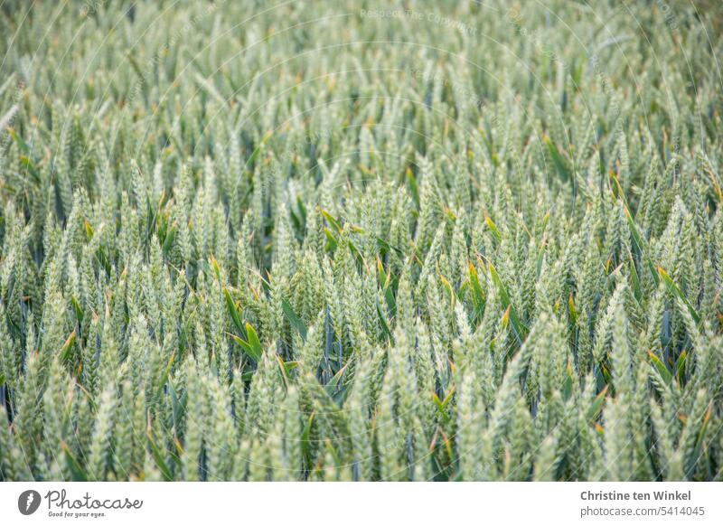 Grain in the field Wheatfield unripe wheat Ear of corn Grain field Summer Agriculture Nutrition Growth Food naturally Agricultural crop Cornfield Bread Cereals