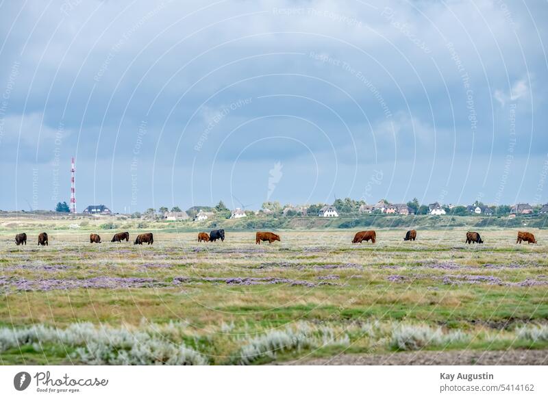 Galloway cattle in the salt marshes on the Wadden Sea Galloways Agriculture keitum meadows cattle breeding Mud flats Wadden Sea National Park morse