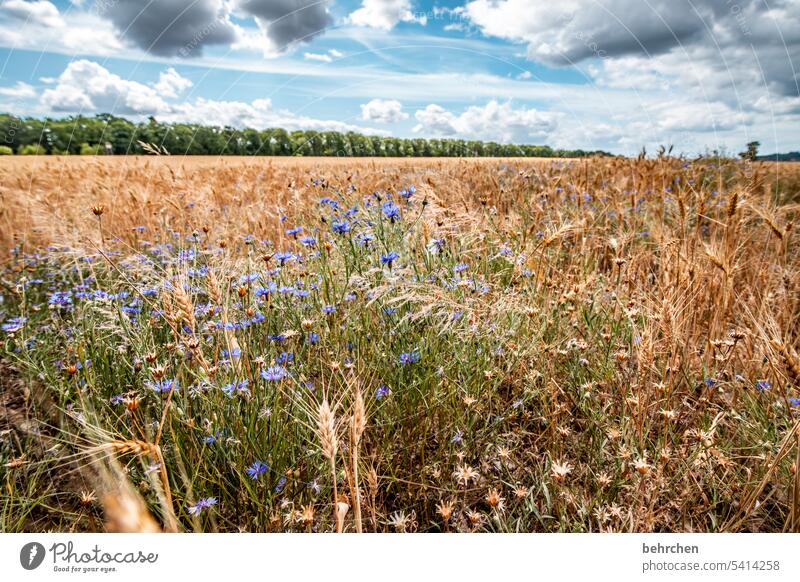 wild nature cornflowers Colour photo Ecological Harvest Landscape Exterior shot Environment Agriculture Agricultural crop idyllically Idyll Plant Food Grain