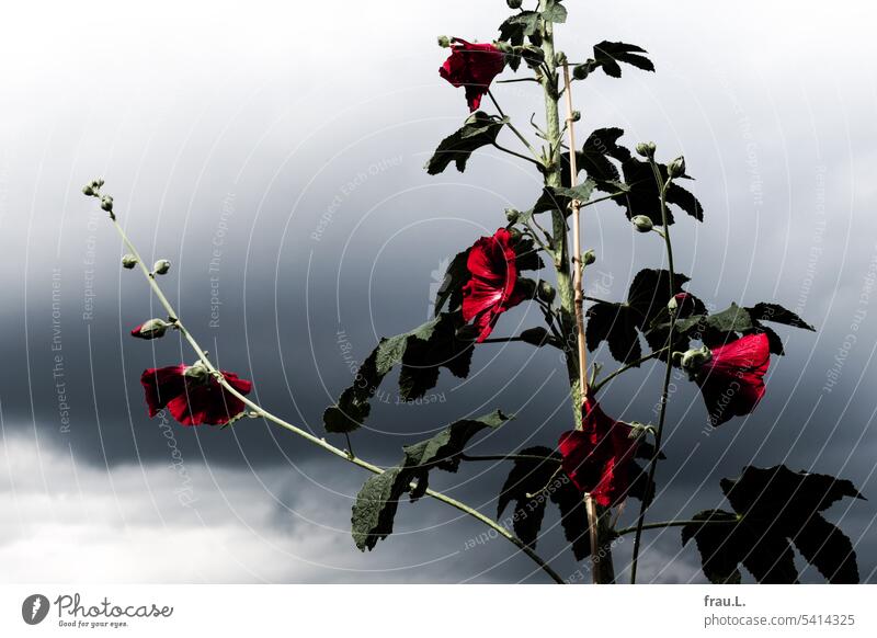 Flowering mallow Hollyhock Raincloud Sky Plant Clouds Blossom Red mauve