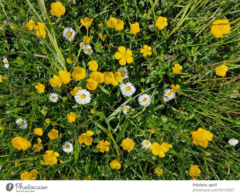 Spring meadow | Daisies and marsh marigolds in a meadow spring meadow spring flowers Spring Meadow Flowers Daisy Marsh marigold buttercup Nature Plant Yellow