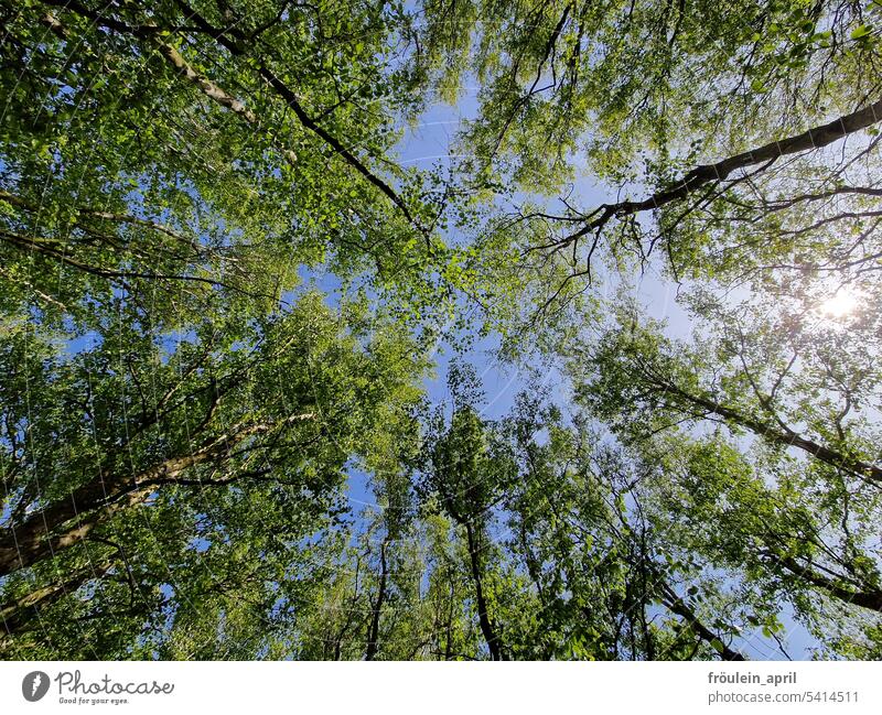Treetop Summit | Treetop Trees trees Grove of trees Birch tree Light Green Nature Forest Sky Spring Sunlight Summer leaves branches Plant Twigs and branches