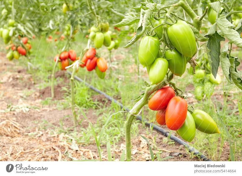Greenhouse organic tomato farm, selective focus. vegetable green red nature food plant fresh greenhouse cultivation garden produce growing agriculture fruit