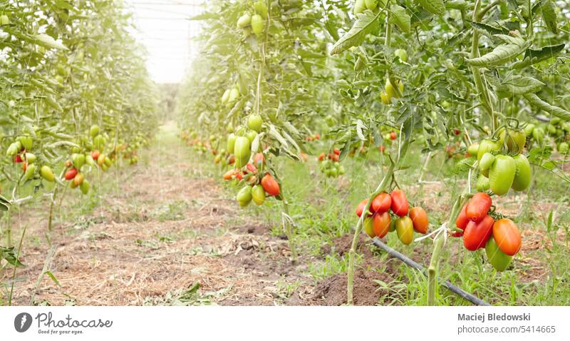 Greenhouse organic tomatoe farm, selective front focus. vegetable agriculture green red nature food plant fresh greenhouse cultivation garden produce growing