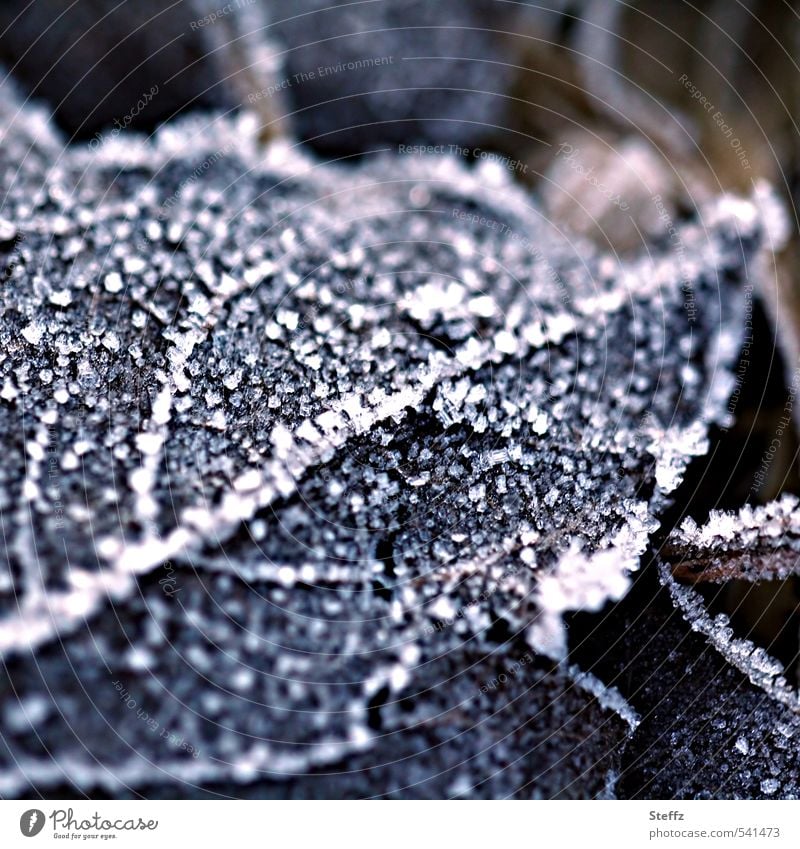 frosty on the forest floor Hoar frost Winter Silence winterly silence Nordic Domestic Nordic cold Cold shock onset of winter cold snap Freezing cold Freeze