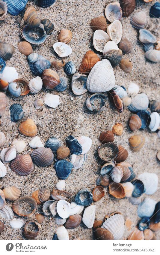 Muscheln am Sandstrand in verschiedenen Farben Strandgut Nordsee Holland Cadzand Meer Zeeland sammeln suchen finden Sandkörner Sommerfoto Urlaubsfoto