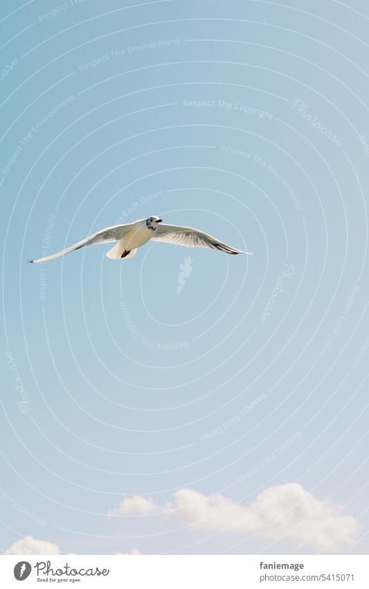 Möwe segelt über den Wolken segeln blauer Himmel hellblau Tier Vogel fliegen Meer Brise Wind Nordsee Holland Cadzand