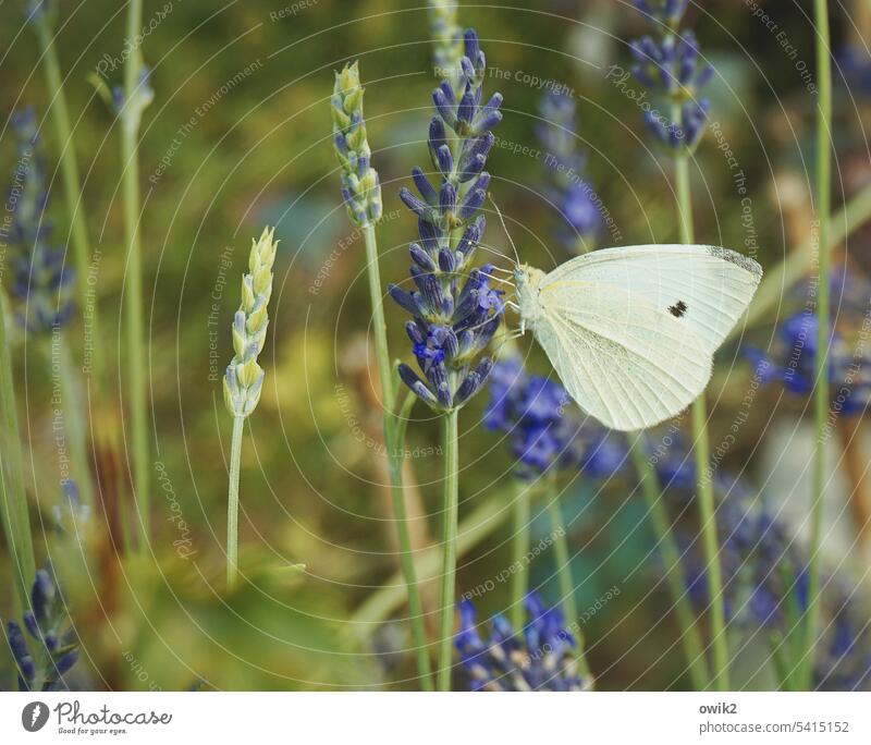 landing site Butterfly Ease idyllically cabbage white Animal Grand piano Garden Environment Plant Lavender Blossom Animal portrait Deserted Exterior shot Nature
