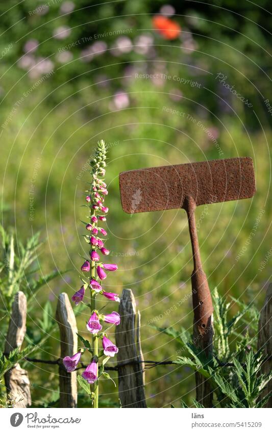 Foxglove on picket fence Thimble paling fence Nature Fence onlooker Garden hoe Colour photo Flower Blossom Deserted Blossoming