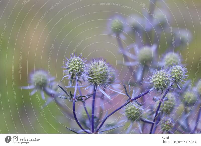 blue thistle Thistle noble thistle Plant Garden garden plant Shallow depth of field Blue Gray Green Nature Colour photo Deserted Summer Thorny