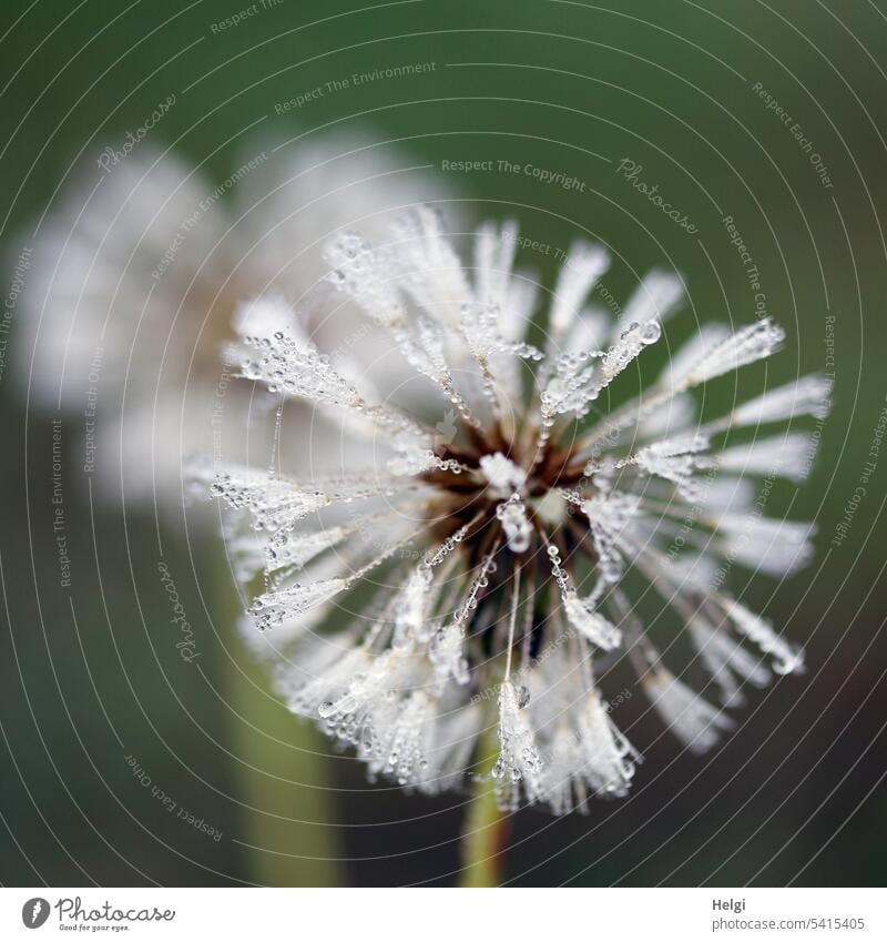 Permanent PC dandelion with dewdrops Dandelion seed stand umbrella Drop Dew dew drops Wet Close-up Macro (Extreme close-up) Nature Detail Shallow depth of field
