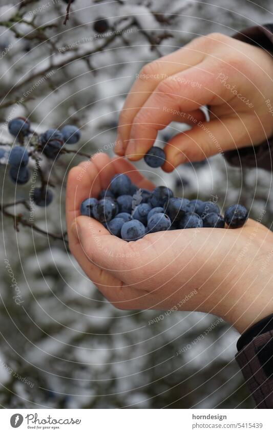 Sloe harvest in winter Winter Snow Child Children`s hand Berries Blue Frost