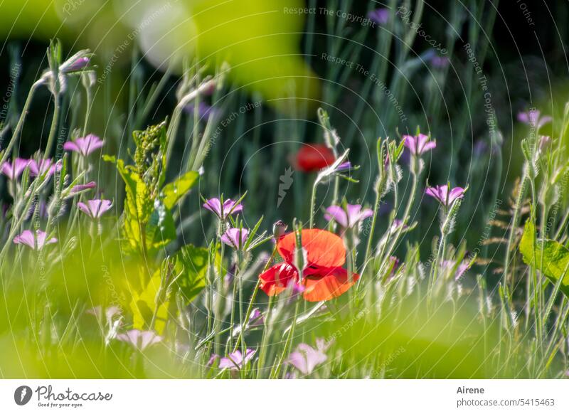 Every day flowers Flower meadow Meadow Meadow flower Nature Green Blossoming Multicoloured bright red Garden Sunlight variegated Joie de vivre (Vitality) Poppy