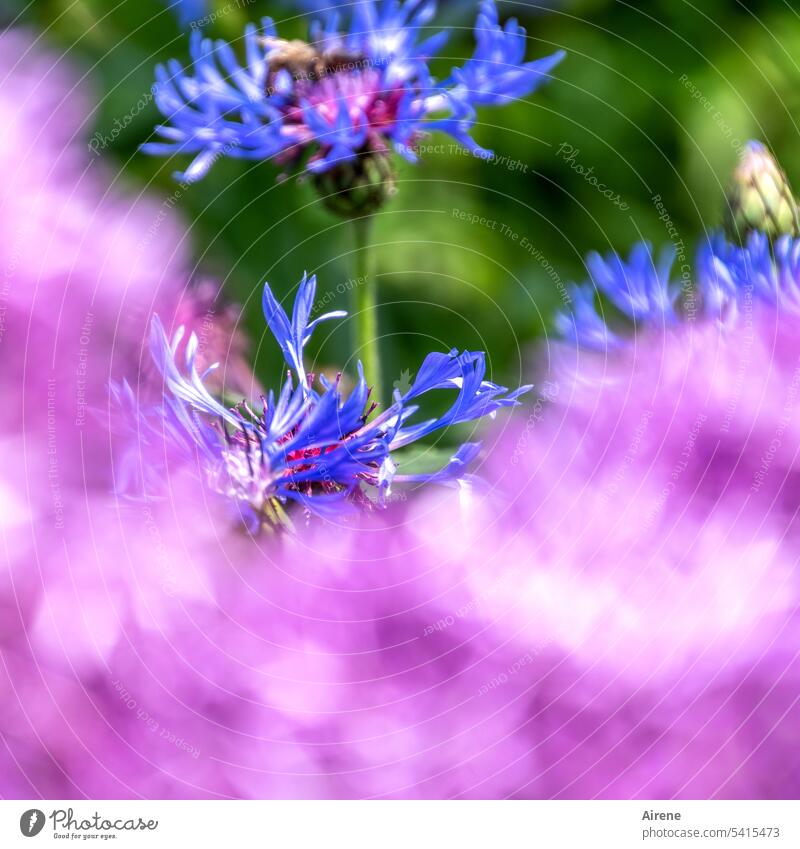 Flox foam Flower flox Cornflower Flowerbed pink purple Blue Shallow depth of field blurred luscious Blossom Nature shallow depth of field Summery Violet