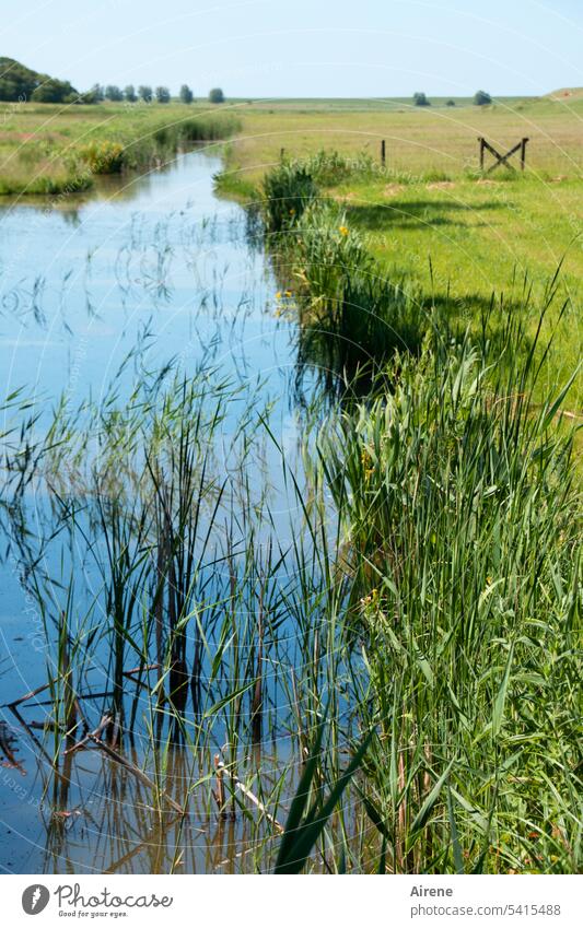 Still Water siel Meadow reed wide Horizon Blue Beautiful weather Landscape Sky Central perspective tranquillity silent Nature East frisian island Calm Idyll