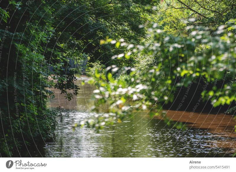 Summer idyll on the water Water Green Mysterious Tree Elements Plant Calm River bank Foliage plant Idyll Loneliness Dream silent Deciduous tree foliage twigs
