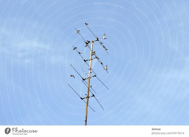 Barn swallows on old antenna against blue sky from frog perspective Swallow Antenna television aerial Migratory bird Sky blue Blog fauna songbird Summer Autumn
