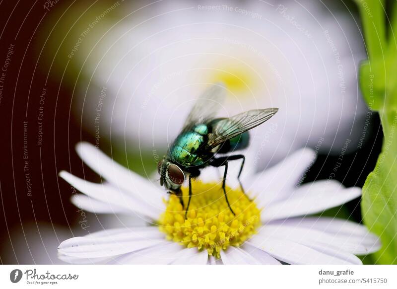 Gold fly / blowfly on a flower - a Royalty Free Stock Photo from
