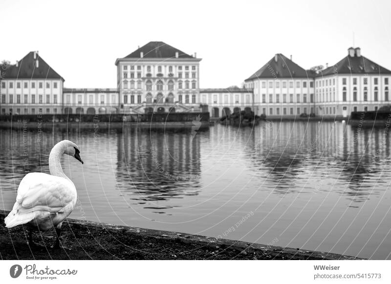 A thoughtful elegant swan in front of a familiar view with lake and castle Lock Park Castle pond Lake panorama Classic Exterior shot Reflection Sky