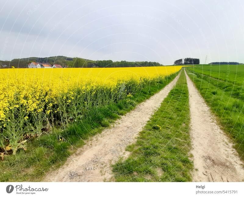 Field path leads along rape field in bloom Landscape Village off off the beaten track Canola field Blossoming Spring Meadow Sky Hill Perspective Nature