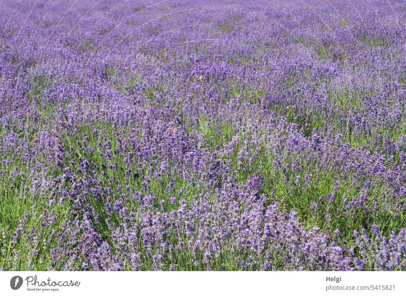Lavender scent is in the air Lavender field lavender blossom Flower Blossom Plant Summer Blossoming wax Fragrance lavender scent purple Violet Summery