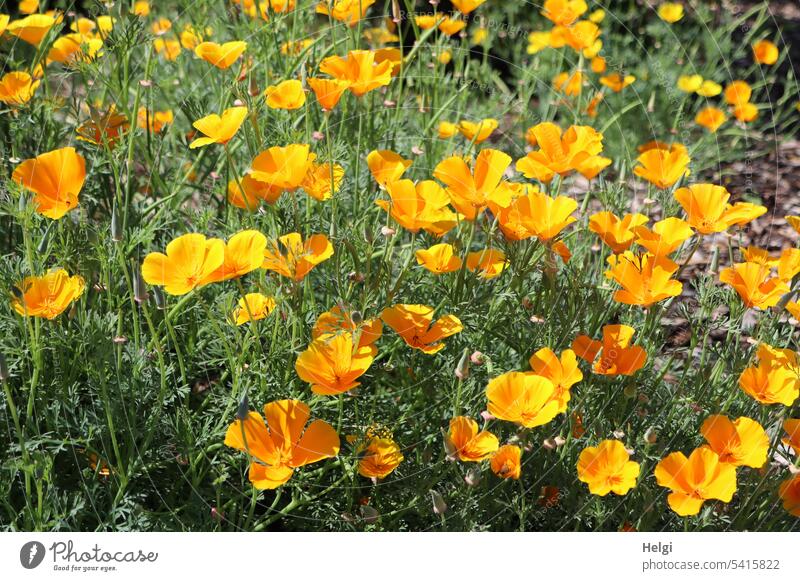 again and again | a little bit of summer ... California poppy Eschscholzia california nightcap Cap Poppy Poisonous plant medicinal plant poppy plant venomously