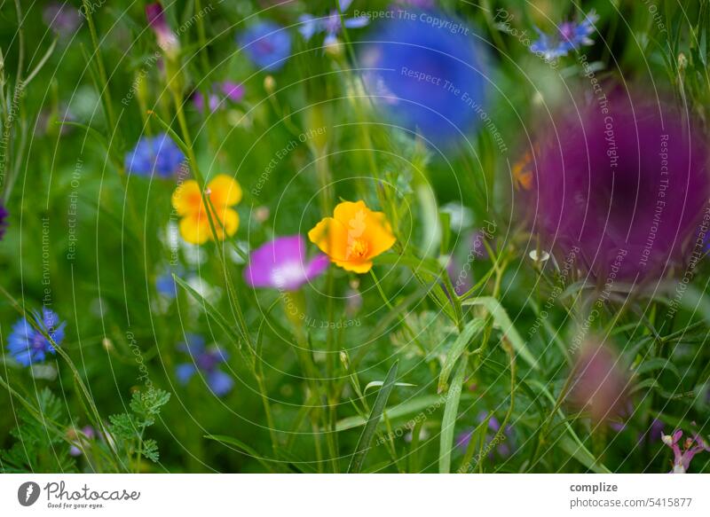 Colorful flowers meadow variegated Meadow Flower meadow colourful Nature bees naturally Summer summer meadow Violet Yellow Blue background Wallpaper