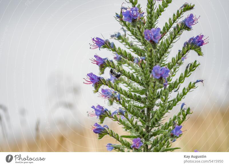 Bee looking for weather protection on common viper's bugloss Nature Plant Blossom Close-up Colour photo Exterior shot Blossoming Summer Echium vulgare