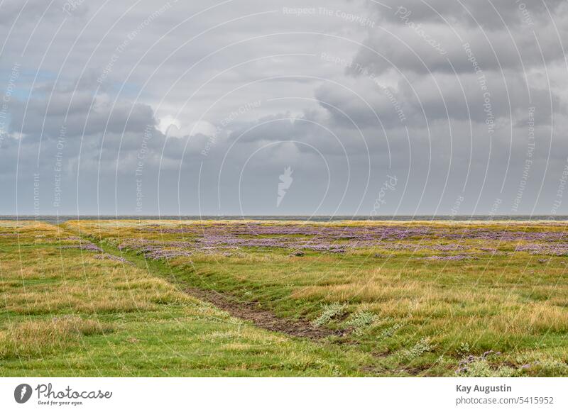 Salt marshes along the mudflats on the Wadden Sea Mud flats North Sea coast Nature Tide Island Horizon Relaxation Landscape Vacation & Travel Summer Sky Ocean