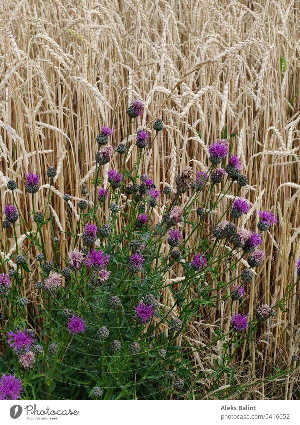 Thistles in front of grain field Grain Harvest Field Summer Agriculture Cornfield Exterior shot Nature Plant Deserted Agricultural crop Ear of corn Food