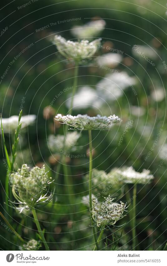 Meadow with wild carrots Wild carrot Wild carrot blossom Meadow flower Nature Wild plant Exterior shot Plant Blossom Summer Shallow depth of field White Green