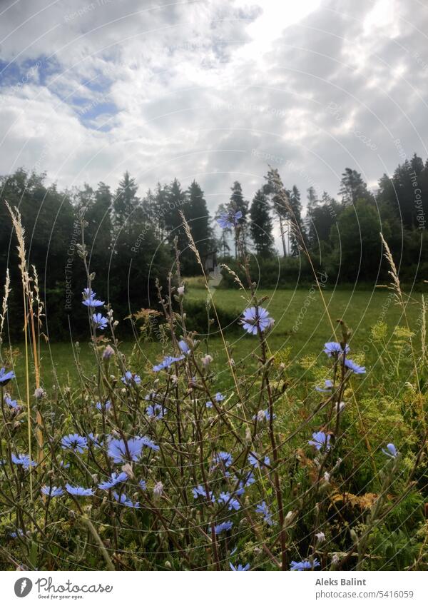 Blue meadow flowers on the edge of forest and cloudy sky blue flowers Edge of the forest Landscape Exterior shot Deserted Colour photo Nature Summer Green Day
