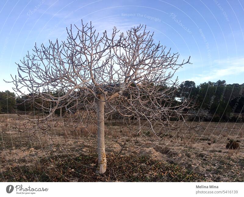 Tree on the Island of Ibiza Dry season new beginnings countryside golden hour Nature Tree of life plant flora autumn mood Blue sky melancholically visions Dream