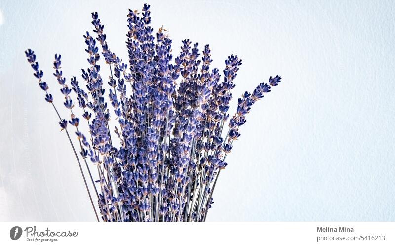 Lavender on a wall Background picture Flower Fragrance Blossom lavender blossom lavender scent Summer purple Violet Nature Summery flowering lavender daylight