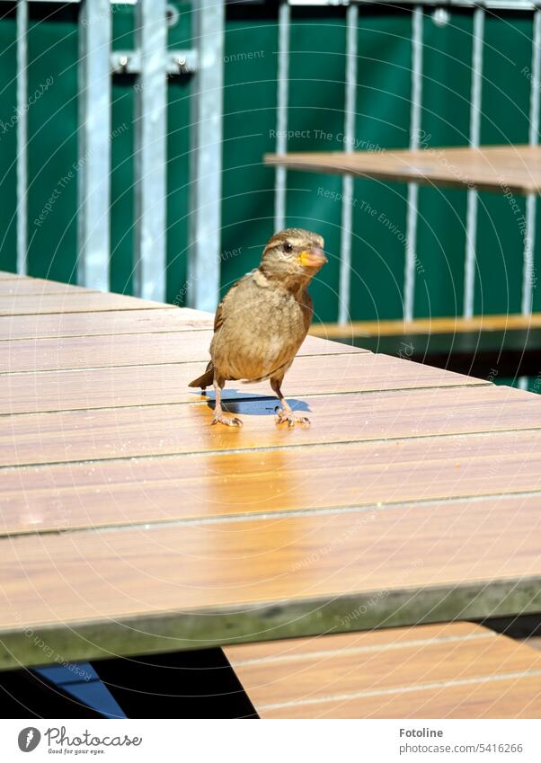 A little sparrow is sitting on the table of a restaurant, making a long neck and waiting for crumbs to be left for him. Sparrow Bird Animal Exterior shot