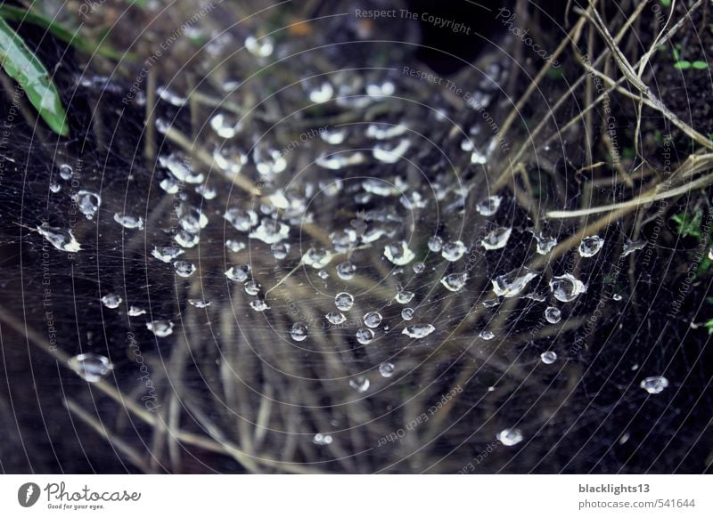 Dew drops in the spider's web Spider's web Morning Forest Plant Precipitation Water Nature Ground Grass Earth Drops of water Condensation Net Thought Emotions