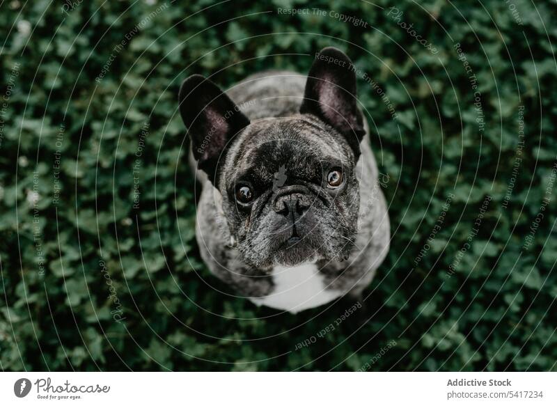 French bulldog with gray spots sitting on grass aged french domestic purebred canine breed pet mammal portrait adorable animal funny furry companion friend