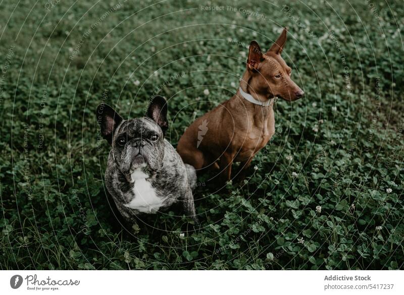 French bulldog and hound sitting on grass aged french domestic purebred canine breed pet mammal portrait adorable animal funny furry companion friend gray black