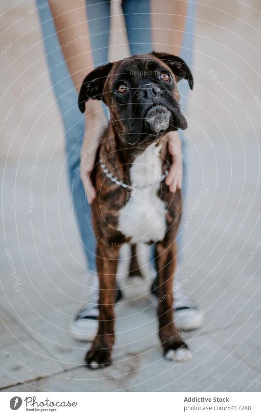 Playful cute dog standing with human support boxer adorable happiness animal love pet leisure amusing happy funny friendship beautiful domestic lifestyle