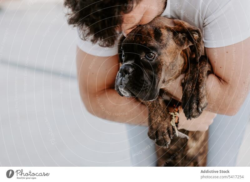 Curious cheeky dog on hands of owner boxer adorable happiness animal love pet friends hugging leisure amusing happy funny cute friendship beautiful domestic