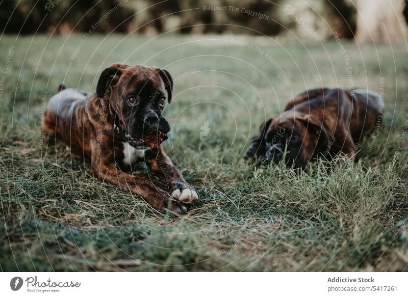 Playful dogs laying in grass with cone boxer playing adorable happiness animal love pet leisure amusing happy funny friendship cute beautiful domestic lifestyle