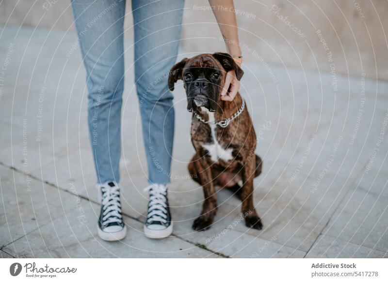Playful cute dog standing with human support boxer adorable happiness animal love pet leisure amusing happy funny friendship beautiful domestic lifestyle