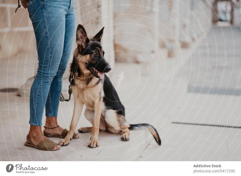 Adorable german shepherd with owner on street adorable aged pet dog breed animal city cute cobblestone lying friend stroll leisure cool canine mammal funny